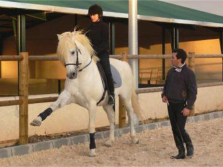 Classical Dressage Training